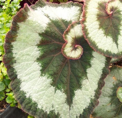 The most common begonia escargot material is metal. 17 Best images about Escargot Begonia on Pinterest ...