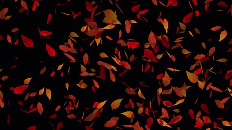 Beautiful Autumn Leaves Animation For Background Video Transparent