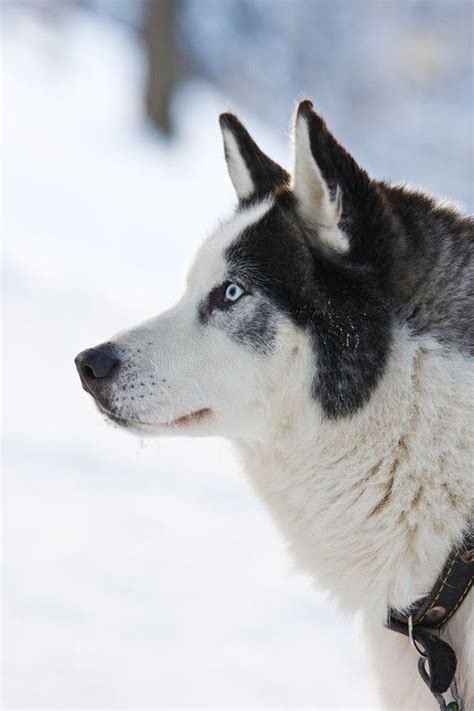 150 Siberian Husky Side Profile Stock Photos Free And Royalty Free