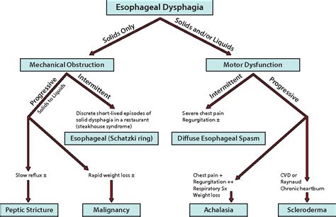 Dysphagia Phases Chart