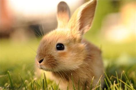 Cute Bunny Telegraph