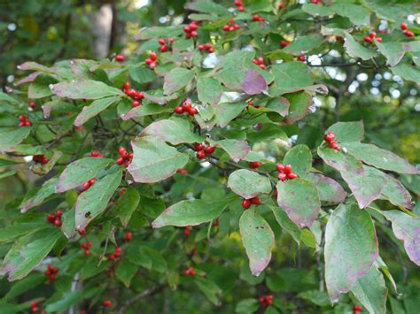 A Study Of Red Berries Identify That Plant