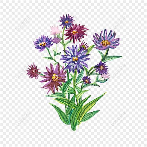 Aster Png Transparent Background And Clipart Image For Free Download