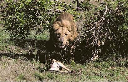 Lion Male Impala Hiding Vulture Running Carcass