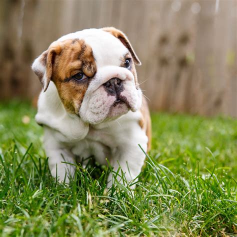 Barbara Obrien Photography News English Bulldog Pups Notice The One