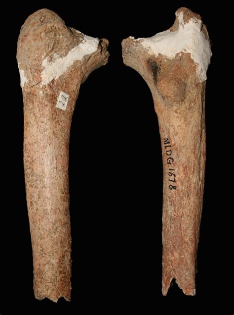Mysterious 14000 Year Old Thigh Bone Could Mean Archaic Species Of