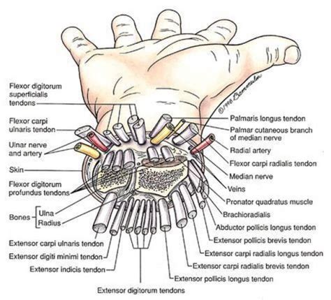 Interior Cutaway Of A Right Hand At Wrist Illustration Labeled To Show