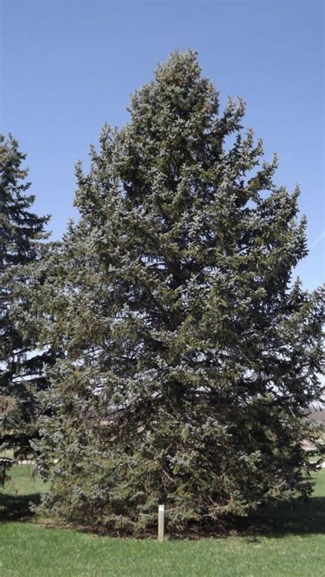 Picea Pungens Hoopsii Hoops Colorado Blue Spruce The Dawes Arboretum