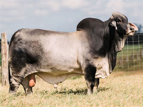 Ilmu Untuk Ternakan Ruminan Baka Baka Lembu