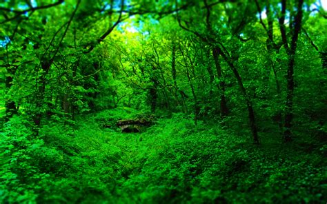 Forest Nature Wood Bridge Green Landscape Wallpapers Hd Desktop