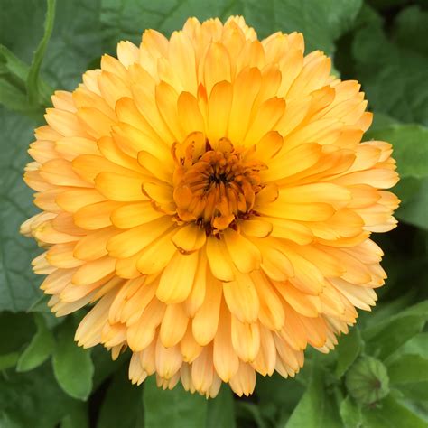 We did not find results for: Calendula | Our Edible Flowers | The Flower Deli