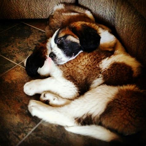 Jun 12, 2021 · in reality, st. My St. Bernard puppies. :) | St bernard dogs, St bernard puppy, Baby puppies