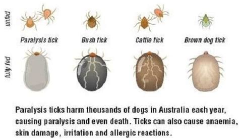 Sudden Paralysis In Dogs Dog Ticks Pet Health Care Brown Dog Tick