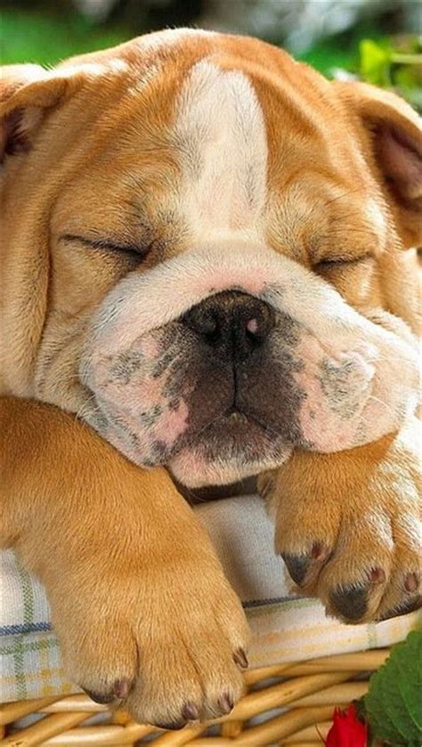 Sleepy English Bulldog Puppy Buldog Cute Bulldog Puppies Bulldog