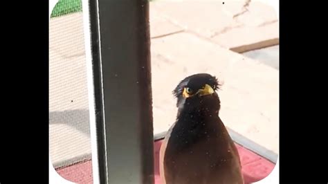 Mynah Bird Making Different Sounds 🐦😍 Youtube