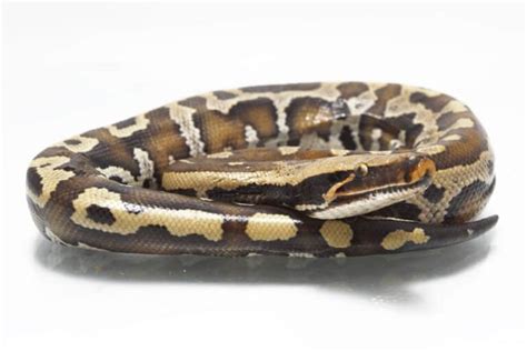 The Ultimate Blood Python Care Guide Reptile School