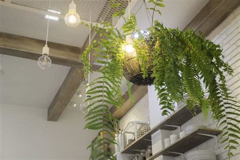 10 Ways To Hang Plants From A Ceiling Without Drilling