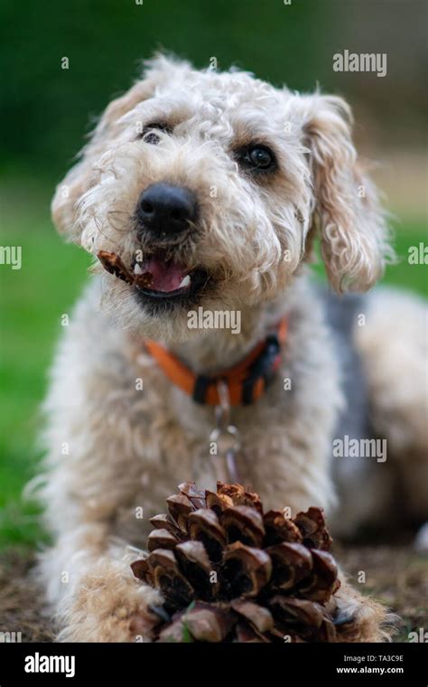 Hairy Puppy Dog Chewing Lying On Grass Outside Stock Photo Alamy