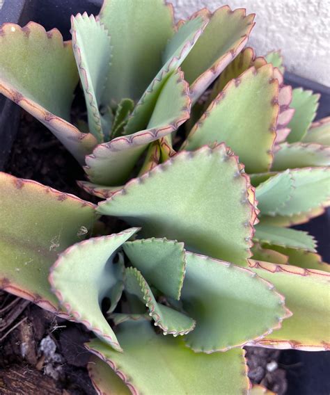 Mother Of Thousands Plant Plantvine