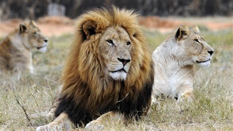 En Images Haro Sur La Chasse Aux Lions Délevage En Afrique Du Sud