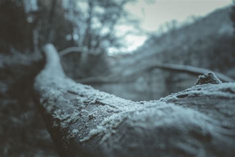무료 이미지 나무 물 자연 숲 분기 눈 겨울 검정색과 흰색 화이트 햇빛 아침 잎 서리 얼음 반사