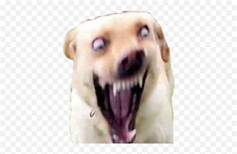 Dog With Gold Teeth Meme Apsgeyser Dank Dog Meme Emojiemoji With