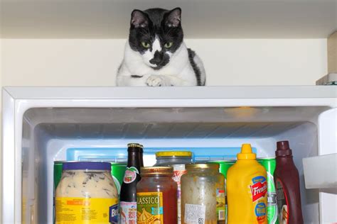 7 Reasons Upper Kitchen Cabinets Beat Open Shelving