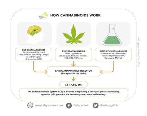 What Are Cannabinoids Kalapa Clinic