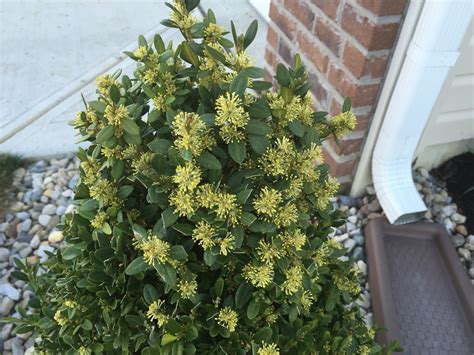 Blooming Boxwood Edging And Expired Grass Seed Backyard Neophyte