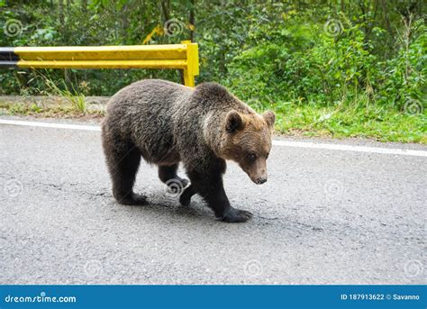 Brown Bear Standing On A Road Wild Animal On Road Stock Photo Image