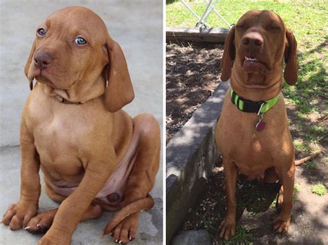 People Are Sharing How Their Pets Have Changed In A Wholesome Then And