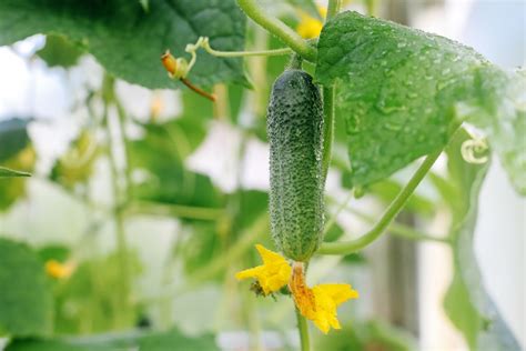 Growing Pickling Cucumbers How To Get Your Crunch On