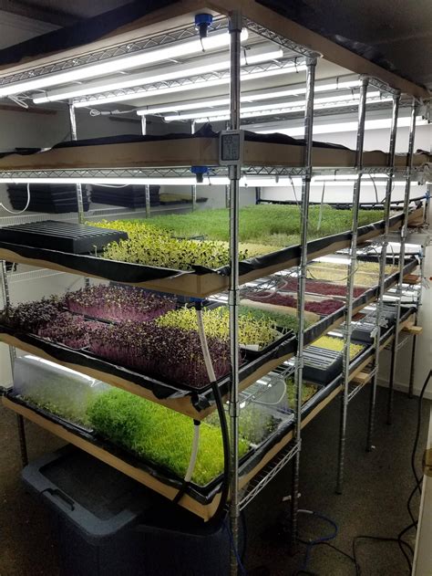 Microgreens Our New Grow Room Setup Is Working Out Swell Garden