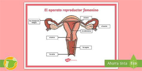 Póster El Aparato Reproductor Femenino