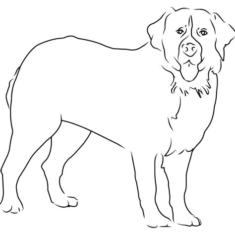 Premium Vector Bernese Mountain Dog Dog Hand Sketched Vector Drawing