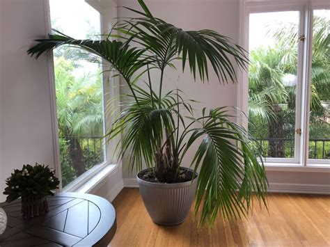 Large Indoor Real Palm Tree Plant With Palm Tree Plant Plants
