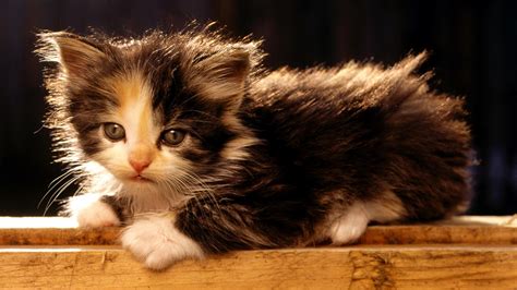 Free Download Cute Baby Kittens Wallpaper X For Your Desktop