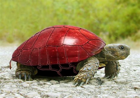 22 Most Unique And Colorful Turtles Which Are Really Exist In The World