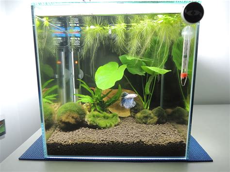 Male and female betta fish can be easy to tell apart, but sometimes you have to look more closely to determine their gender. Bettafish - Finalizing the home - The Planted Tank Forum