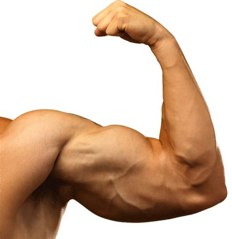 Biceps Muscle Png Hd Png Mart