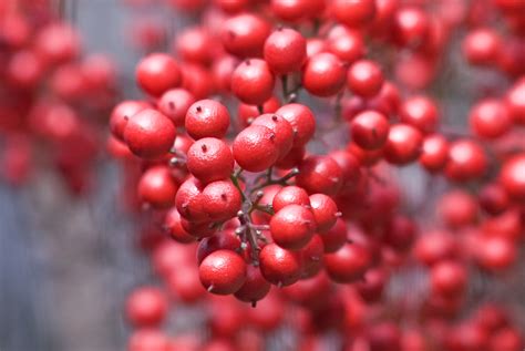 Images Of Red Berries Idioticfashion