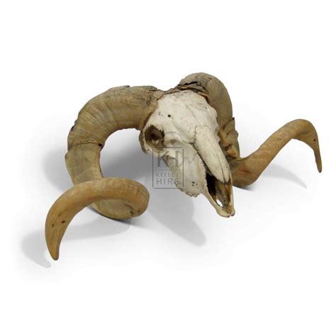 Skulls Bones And Skeletons Prop Hire Rams Skull With Horns Keeley Hire