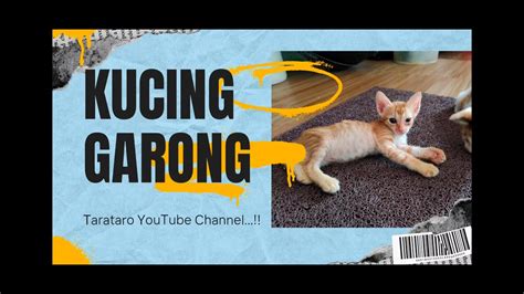 9 Tarataro Kucing Kecil Kucing Garong Lagi Main Youtube