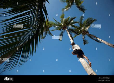 A Man Climbs A Coconut Palm Tree El Nido Bacuit Archipelago Palawan