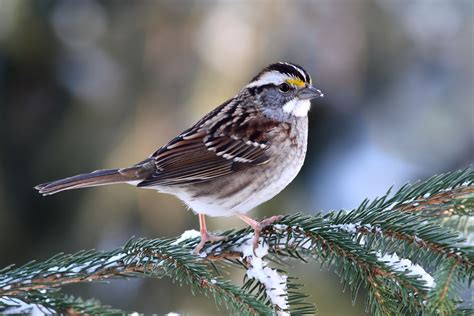 White Throated Sparrow Indiana Audubon Society Names Of Birds All