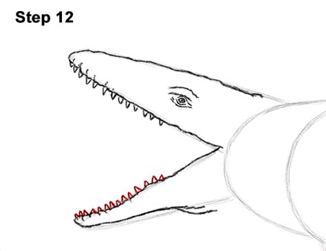 Grab your pencil and paper and follow along as i guide you through these. How to Draw Mosasaurus