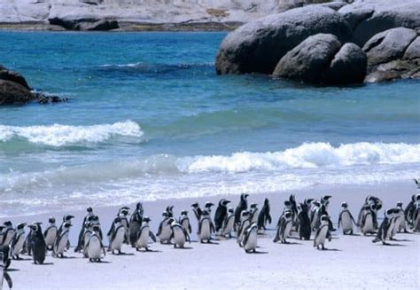 All The Best Spots To See Penguins In And Around Cape Town
