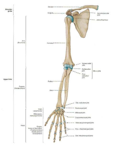 Pin By Nelson Guzmán On Huesos Arm Anatomy Arm Bones Anatomy Bones