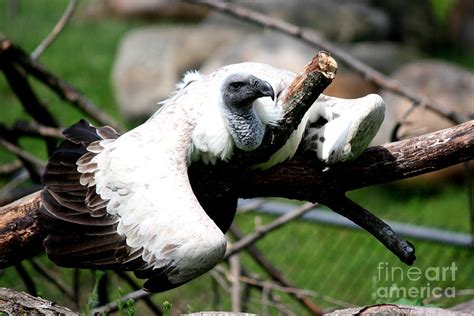 Zoo Life No20 Photograph By Rl Clough Fine Art America