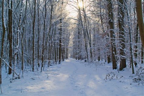 Forest Snow Winter Free Stock Photos In Jpeg  3686x2458 Format